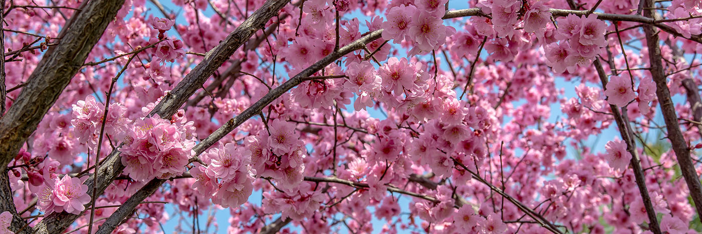 Kirschblüten