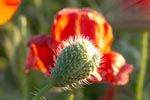 Mohn